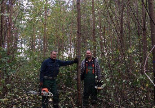Wald-Facharbeiter stellen Z-Baeume in Damshagen frei