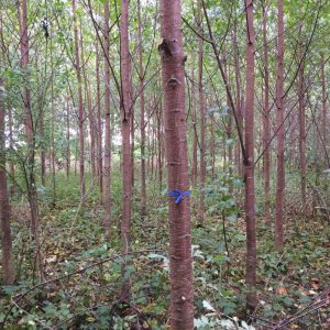 Wertholzplantage, 15-jährige Vogelkirsche (Prunus avium) in Damshagen